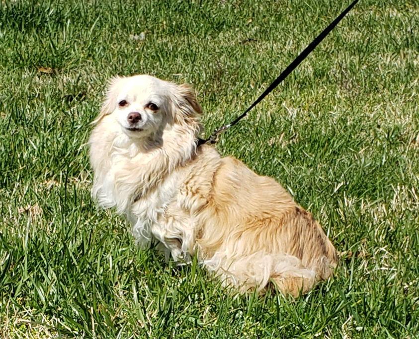 Enlarge Kyra, a Adoptable Chihuahua in Hollywood, MD image 2/2