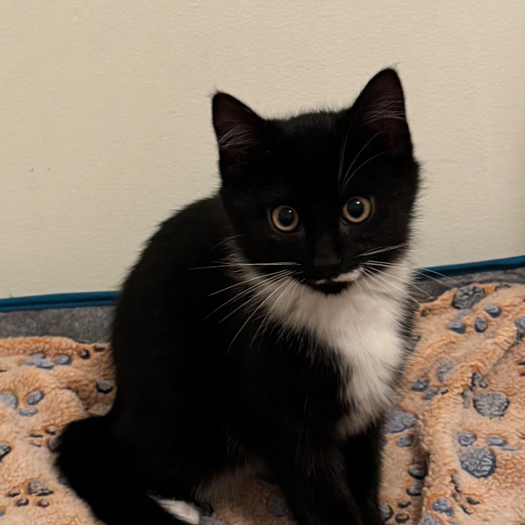 Barry, Adoptable, Kitten Male Domestic Medium Hair.
