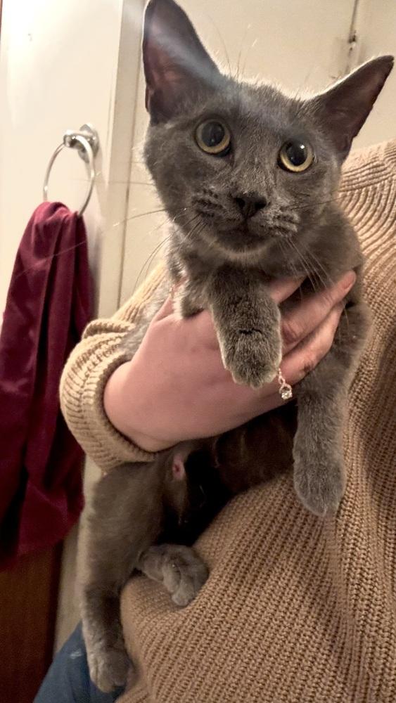 Enlarge Sapphire, a Adoptable mixed breed in La valle, WI image 3/3