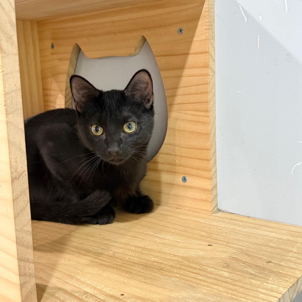 Viper, Adoptable, Kitten Male Domestic Short Hair.