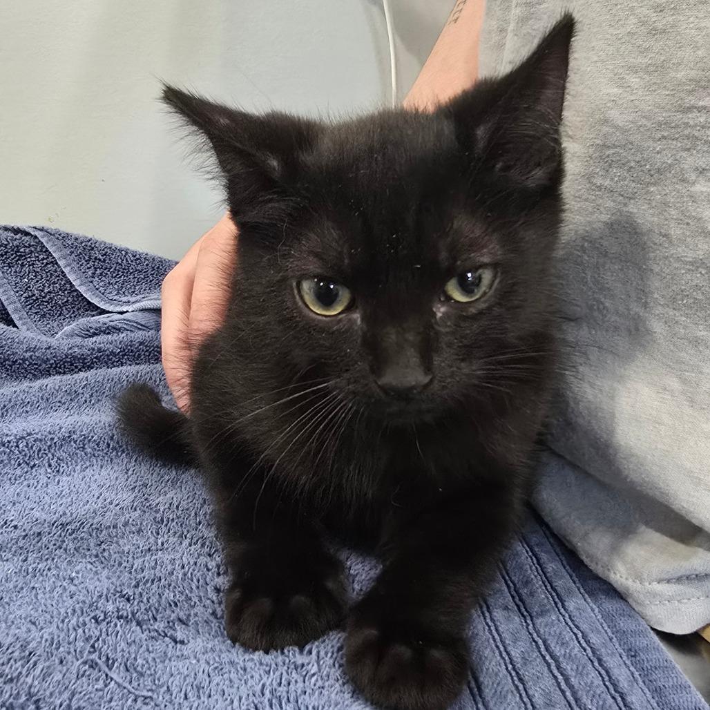Enlarge Viper, a Adoptable Domestic Short Hair in Fairmont, WV image 2/5