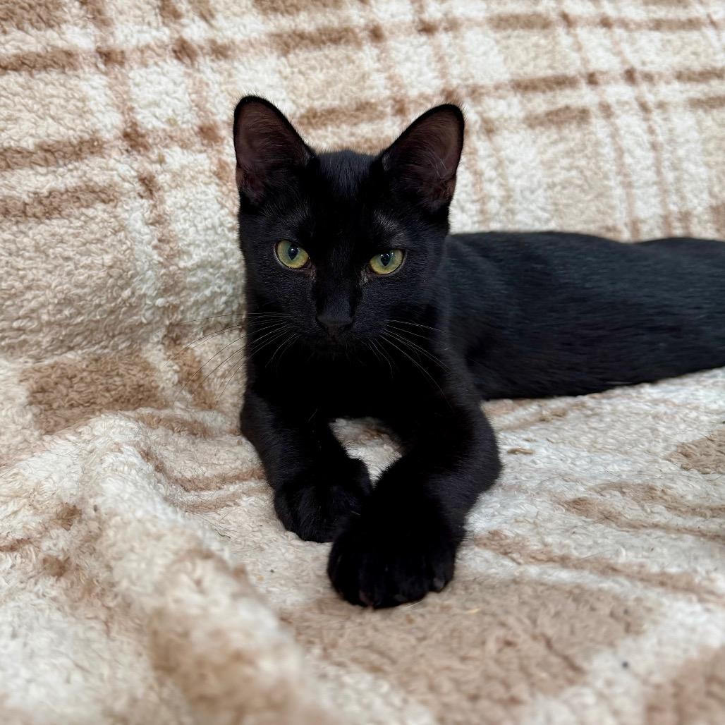 Enlarge Viper, a Adoptable Domestic Short Hair in Fairmont, WV image 3/5