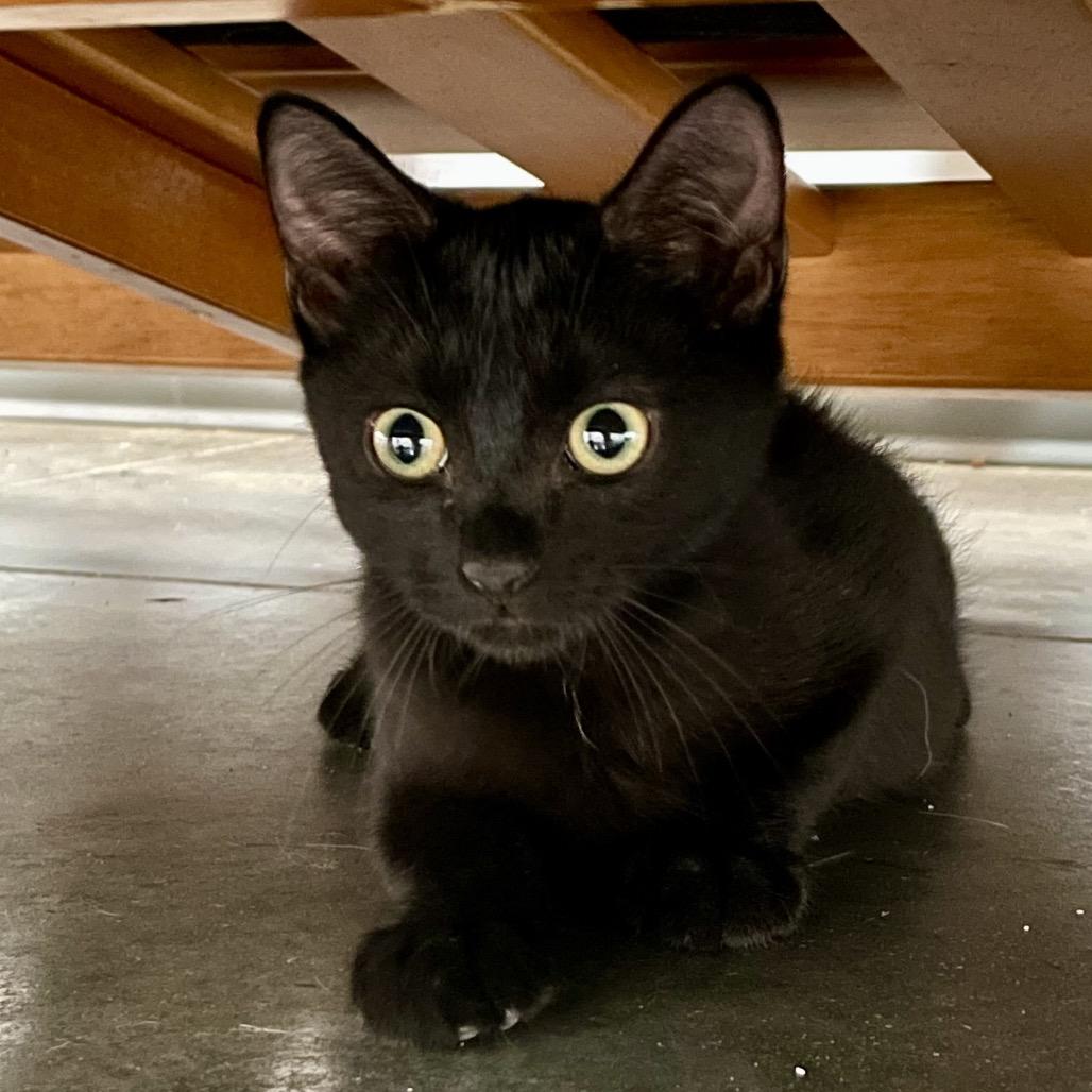 Enlarge Viper, a Adoptable Domestic Short Hair in Fairmont, WV image 4/5