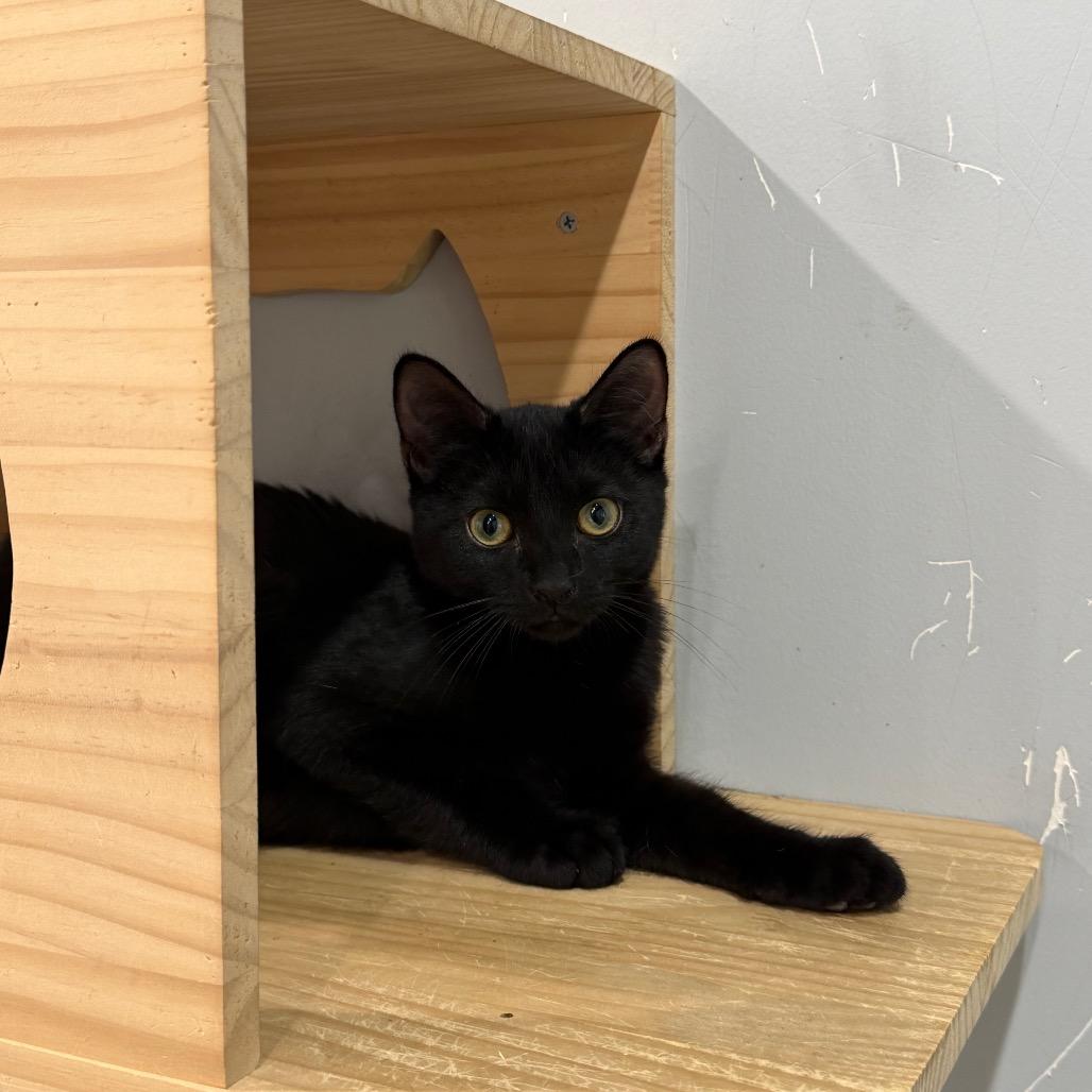 Enlarge Viper, a Adoptable Domestic Short Hair in Fairmont, WV image 5/5
