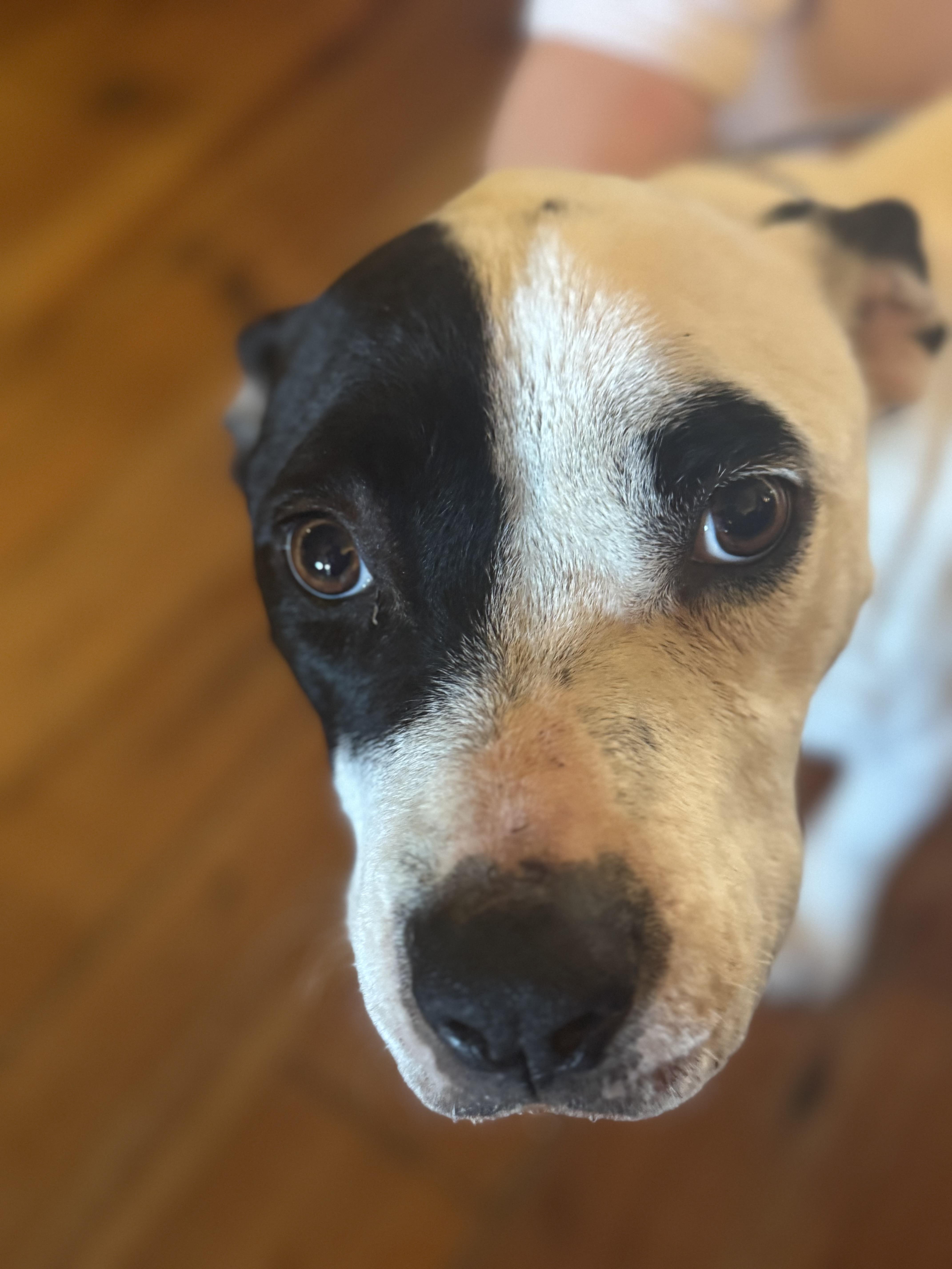 Millie