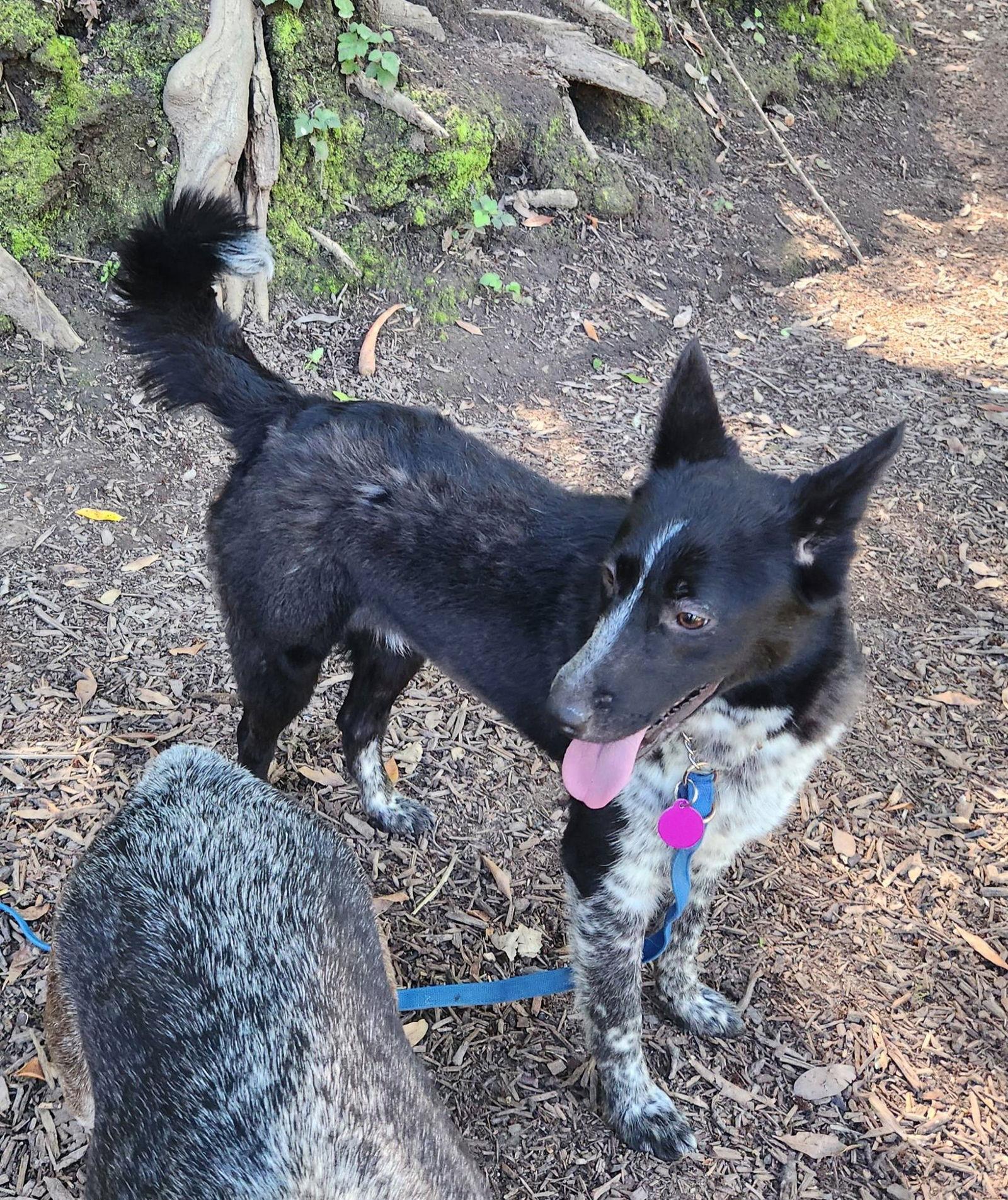 Faith, a Adopted mixed breed in Paso Robles, CA image 1/3
