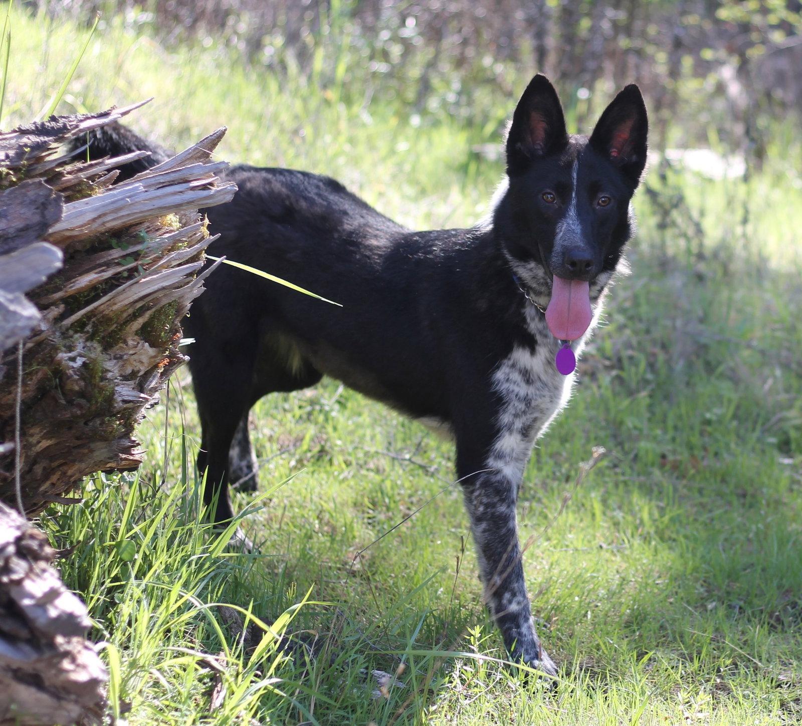 Faith, a Adopted mixed breed in Paso Robles, CA image 2/3