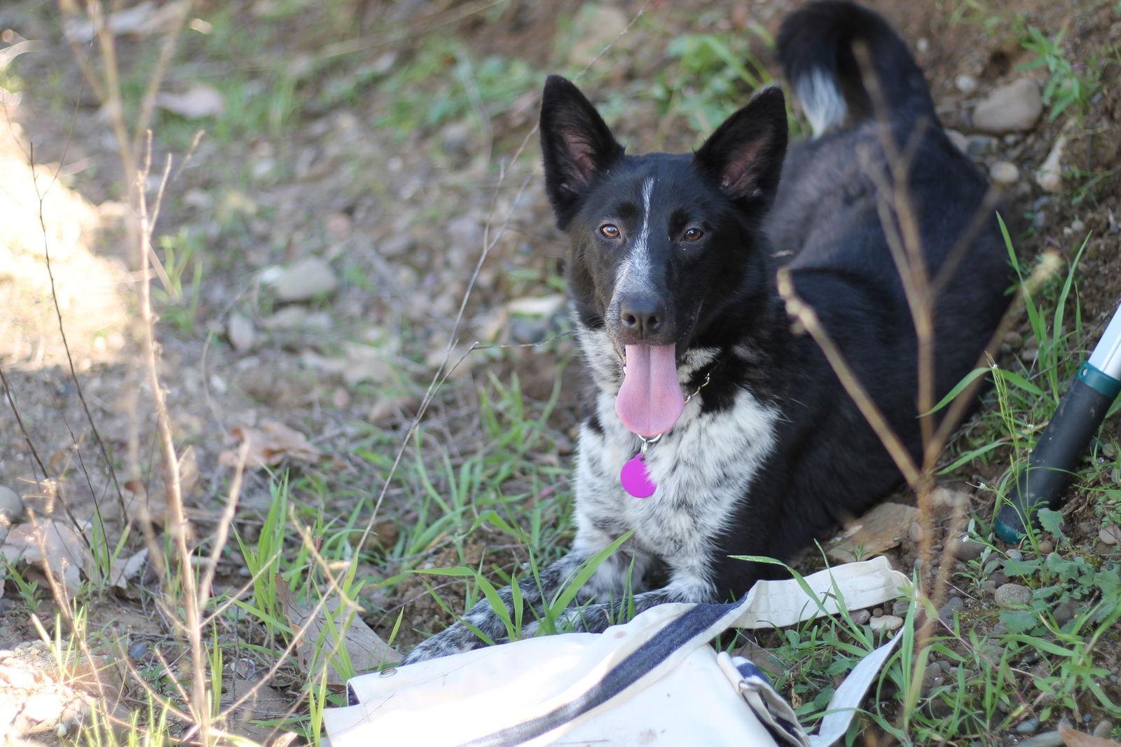 Faith, a Adopted mixed breed in Paso Robles, CA image 3/3