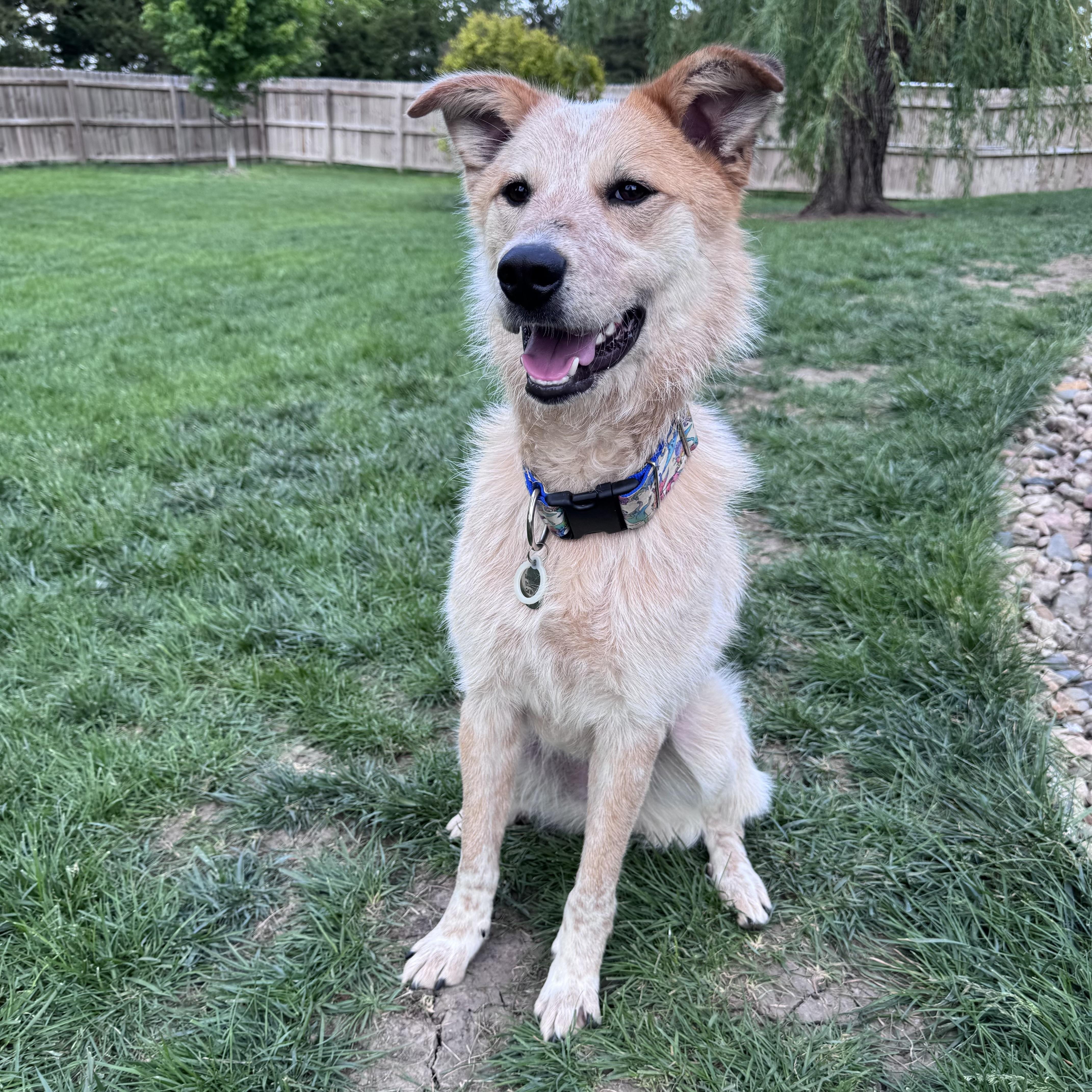 Enlarge Sunflower, a ADOPTABLE mixed breed in Louisburg, KS image 2/6