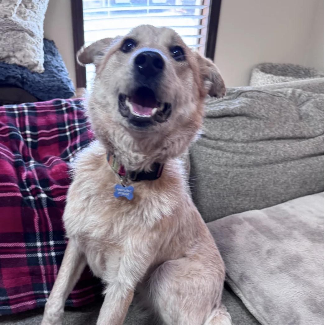 Enlarge Sunflower, a ADOPTABLE mixed breed in Louisburg, KS image 4/5