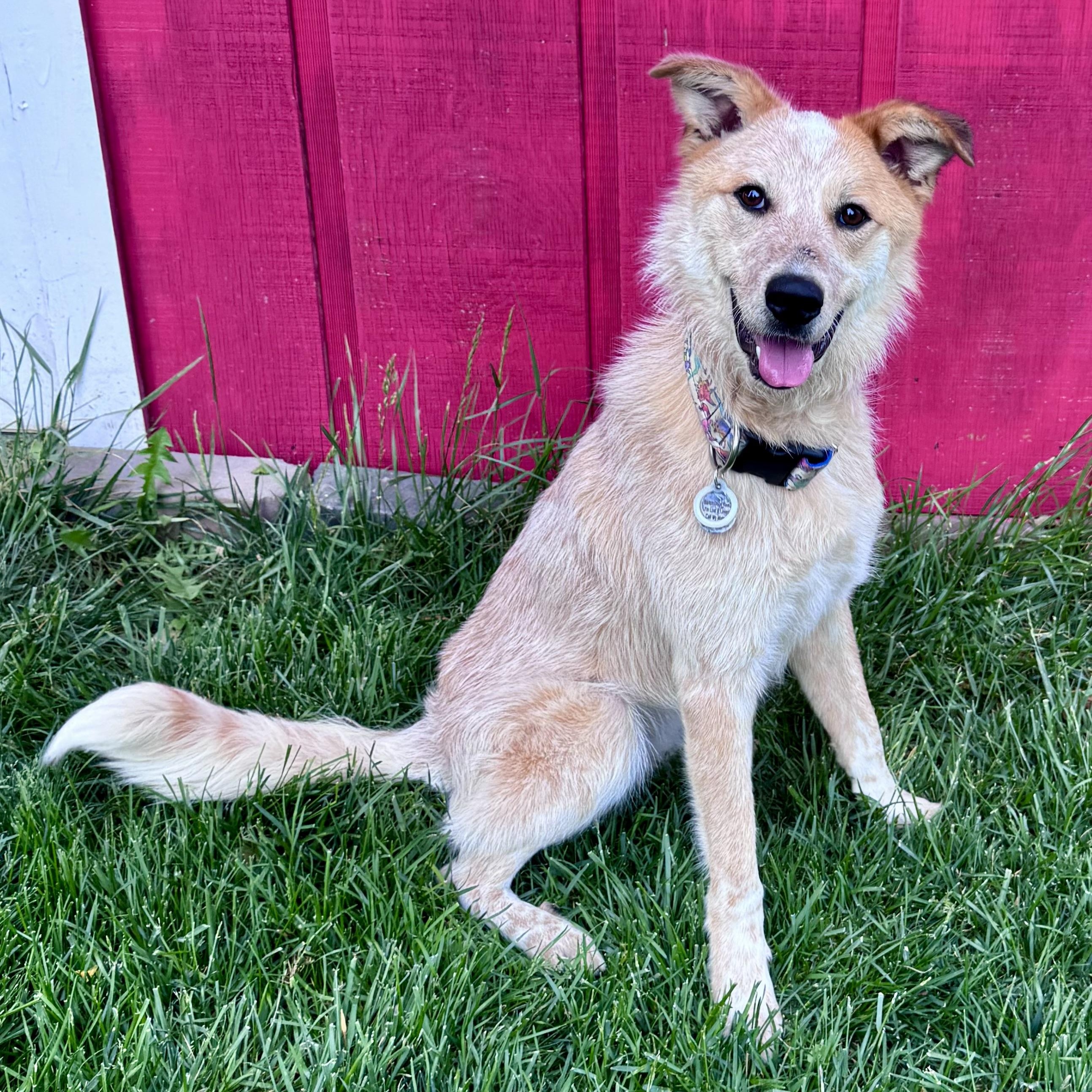 Sunflower, ADOPTABLE, Young Female Australian Cattle Dog / Blue Heeler.