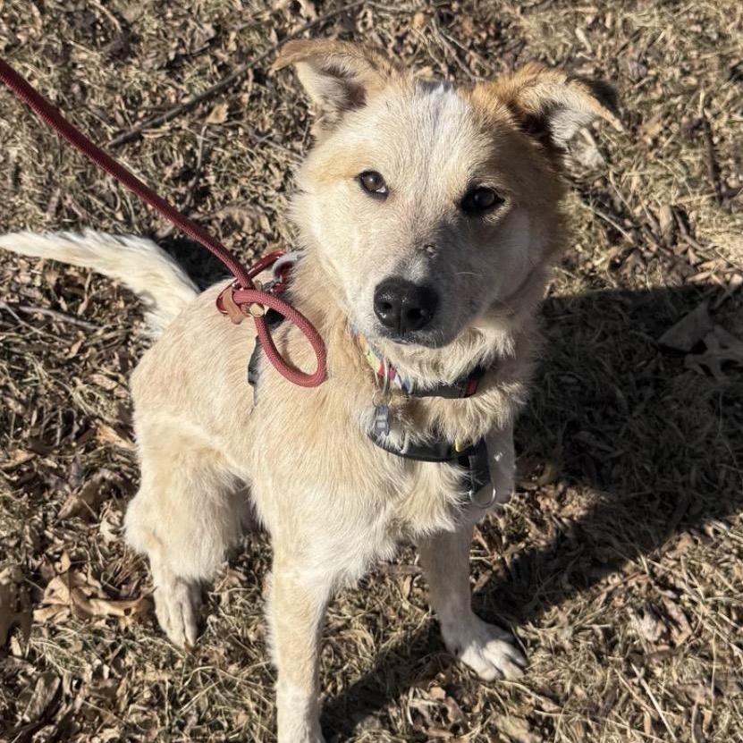 Enlarge Sunflower, a ADOPTABLE mixed breed in Louisburg, KS image 2/5
