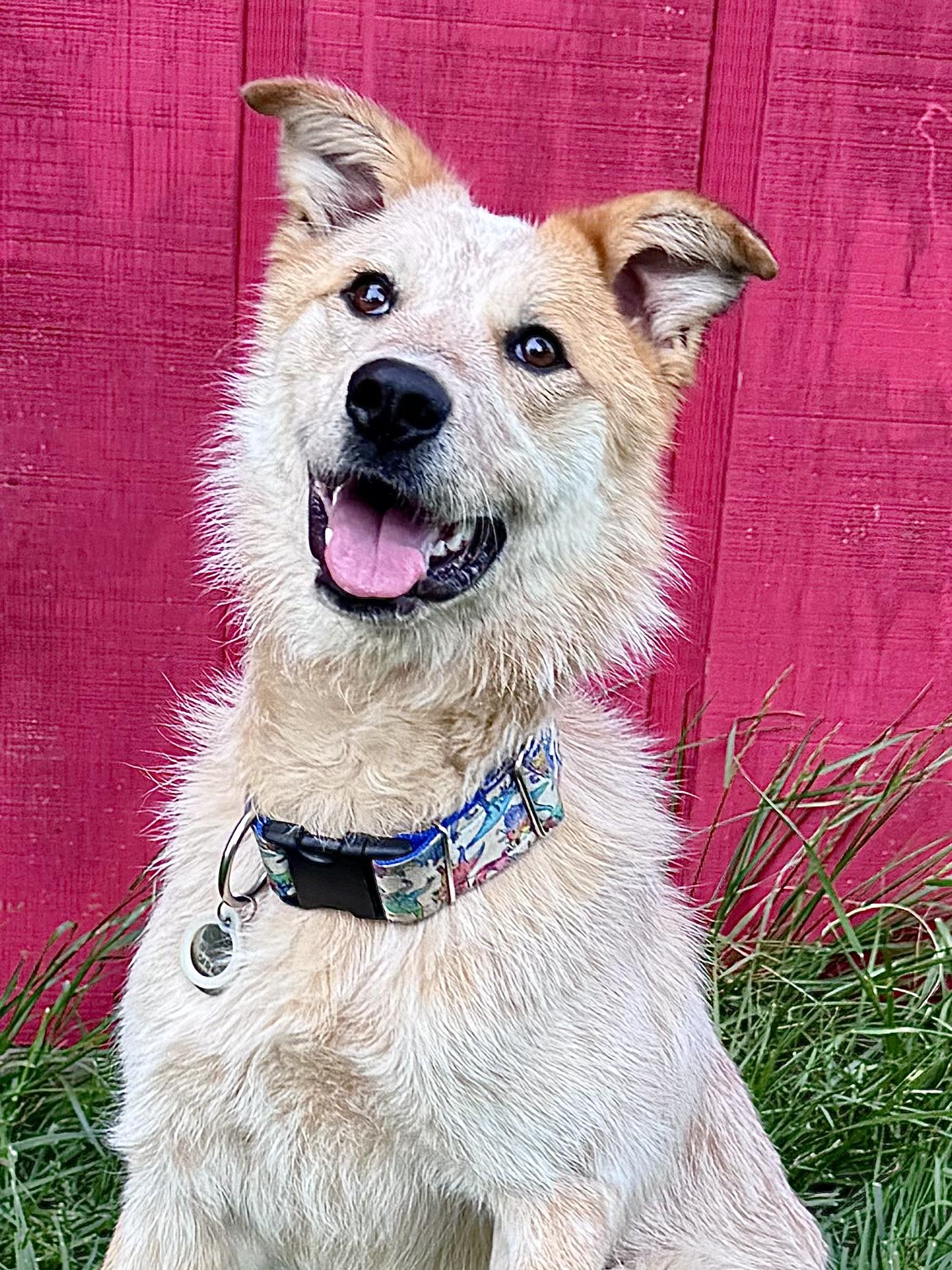 Enlarge Sunflower, a ADOPTABLE mixed breed in Louisburg, KS image 5/6