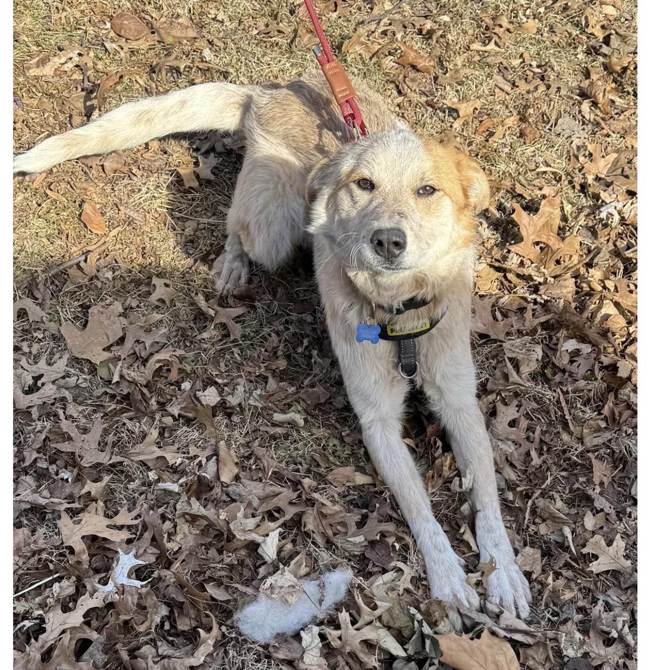 Enlarge Sunflower, a ADOPTABLE mixed breed in Louisburg, KS image 3/5