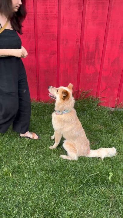 Enlarge Sunflower, a ADOPTABLE mixed breed in Louisburg, KS video 3/6