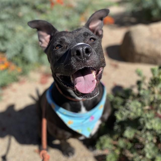 GUNNAR, Adoptable, Adult Male Pit Bull Terrier & Mixed Breed.