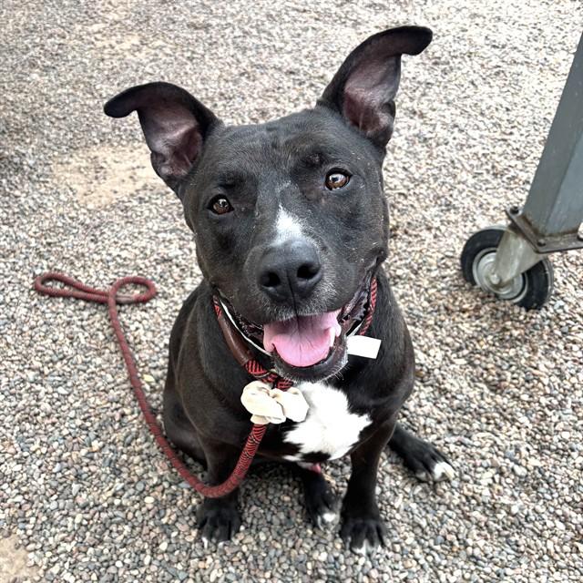 GUNNAR, Adoptable, Adult Male Pit Bull Terrier & Mixed Breed.