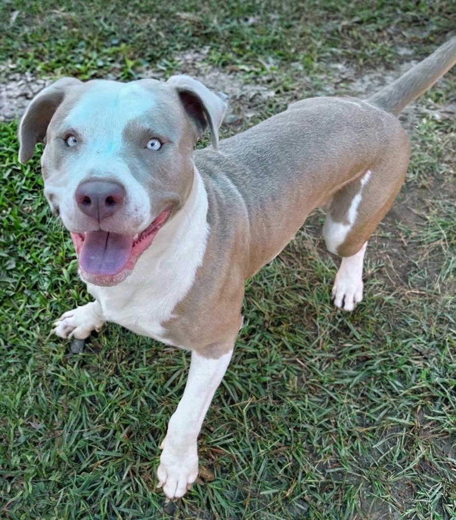 Prince, Adoptable, Puppy Male Pit Bull Terrier.