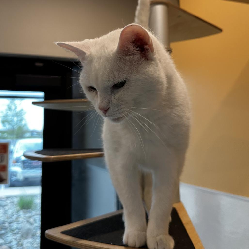 Enlarge Jasper, a Adoptable Domestic Short Hair in Washington Township, OH image 1/5