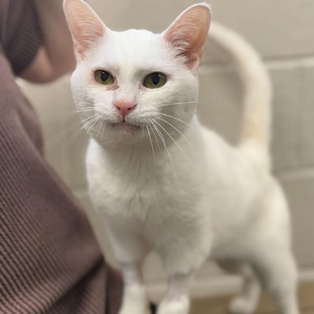 Enlarge Jasper, a Adoptable Domestic Short Hair in Washington Township, OH image 3/5