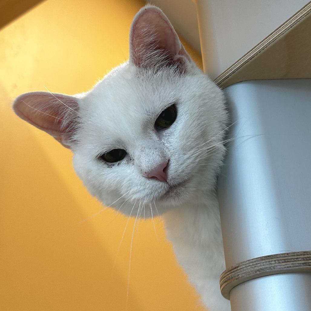 Enlarge Jasper, a Adoptable Domestic Short Hair in Washington Township, OH image 4/5