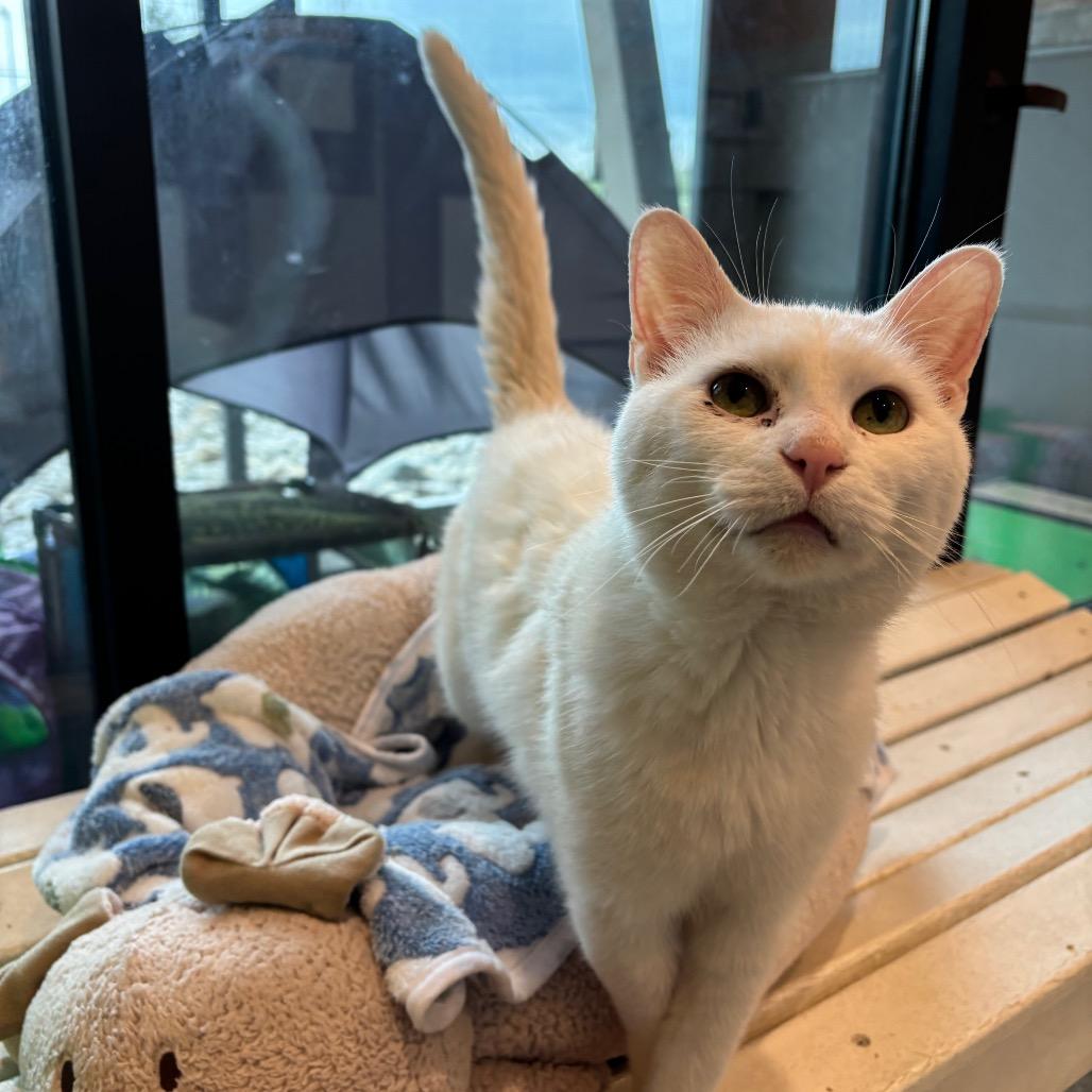 Enlarge Jasper, a Adoptable Domestic Short Hair in Washington Township, OH image 5/5