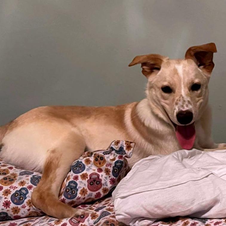 Memphis, Adoptable, Young Male Labrador Retriever.