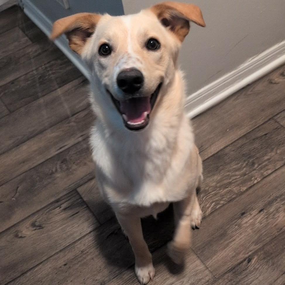 Enlarge Memphis, a Adoptable Labrador Retriever in Clarksville, TN image 2/6