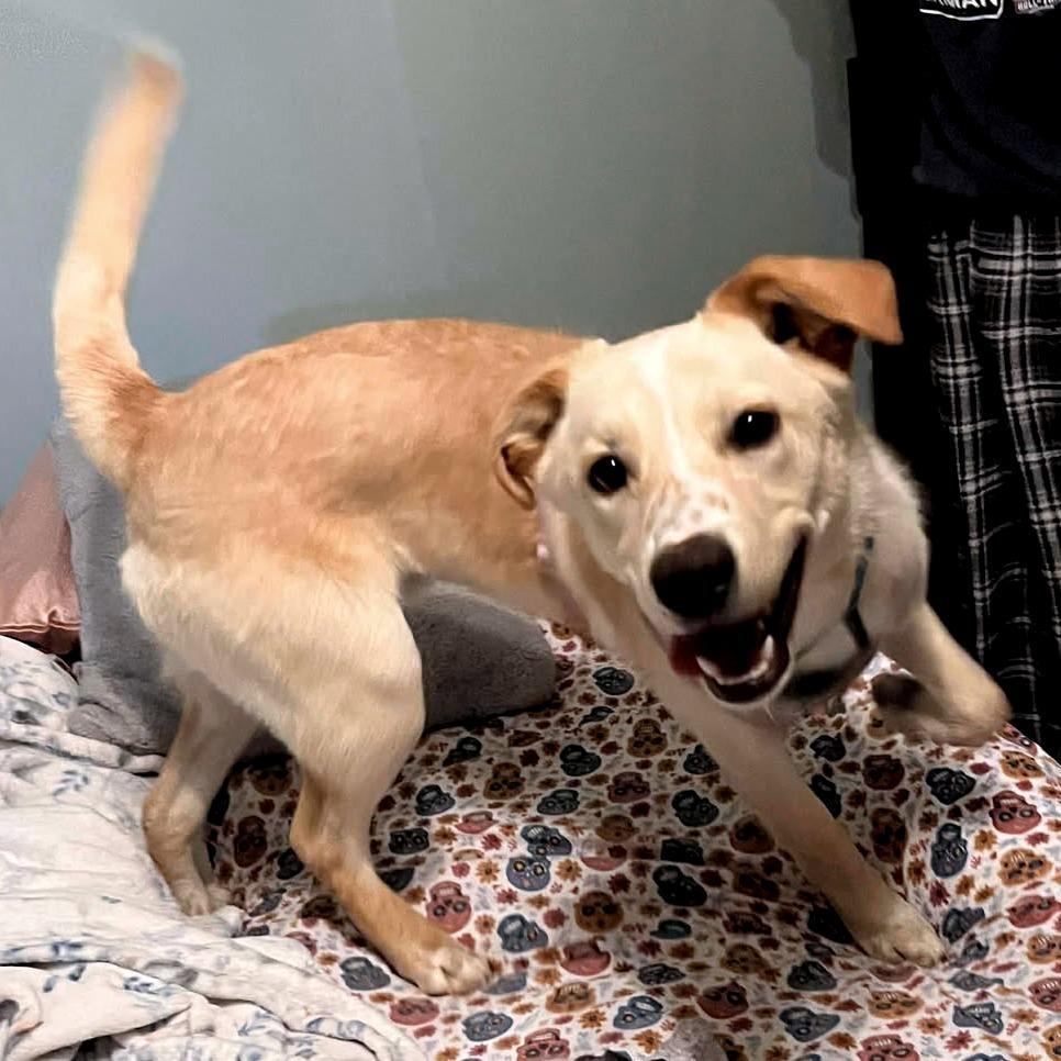 Enlarge Memphis, a Adoptable Labrador Retriever in Clarksville, TN image 2/3