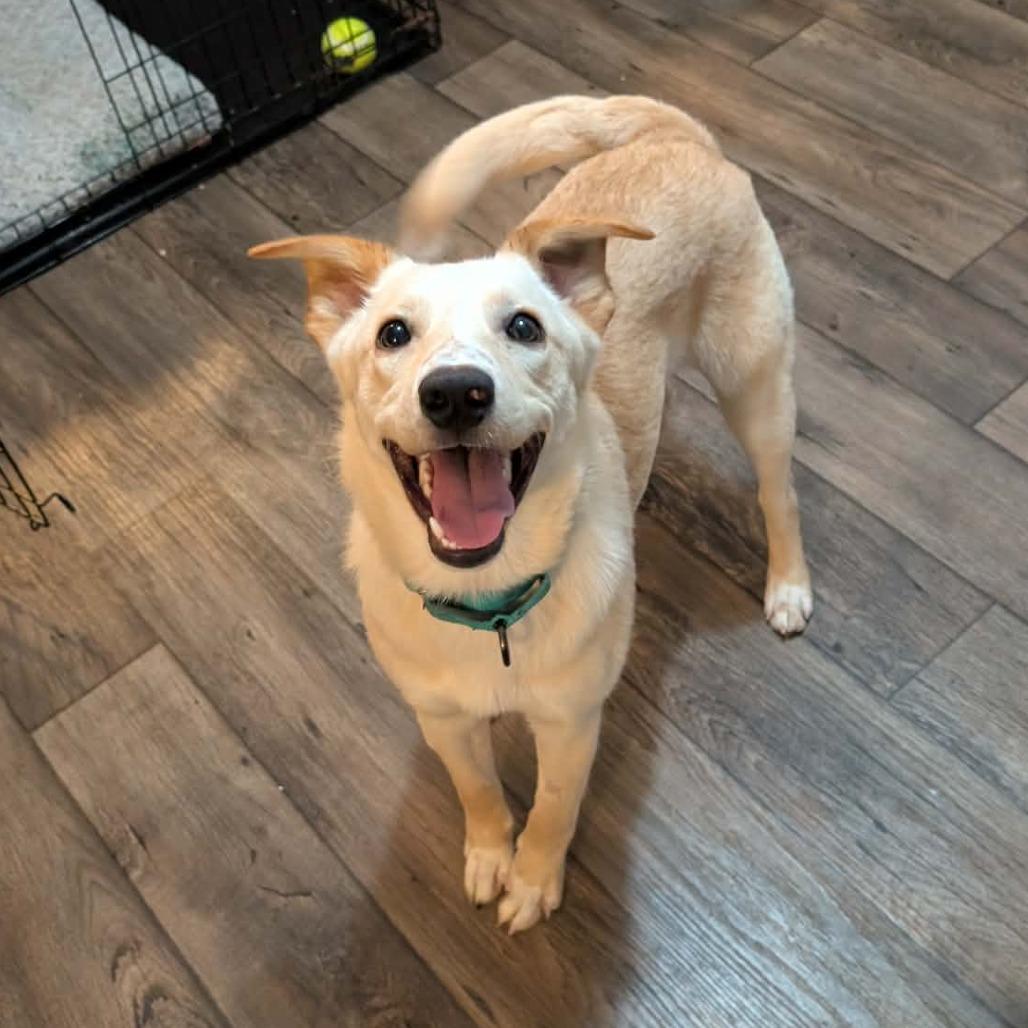 Enlarge Memphis, a Adoptable Labrador Retriever in Clarksville, TN image 4/6