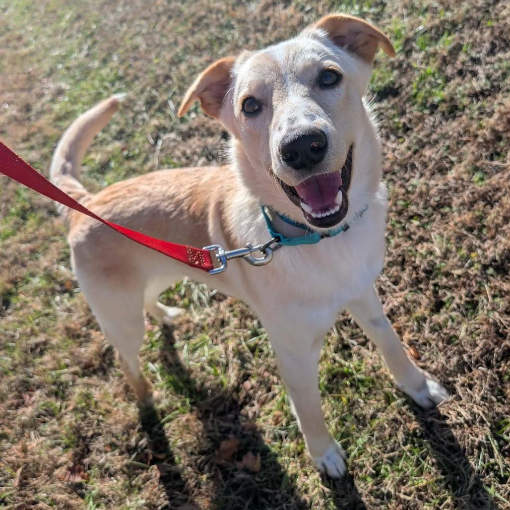 Enlarge Memphis, a Adoptable Labrador Retriever in Clarksville, TN image 5/6