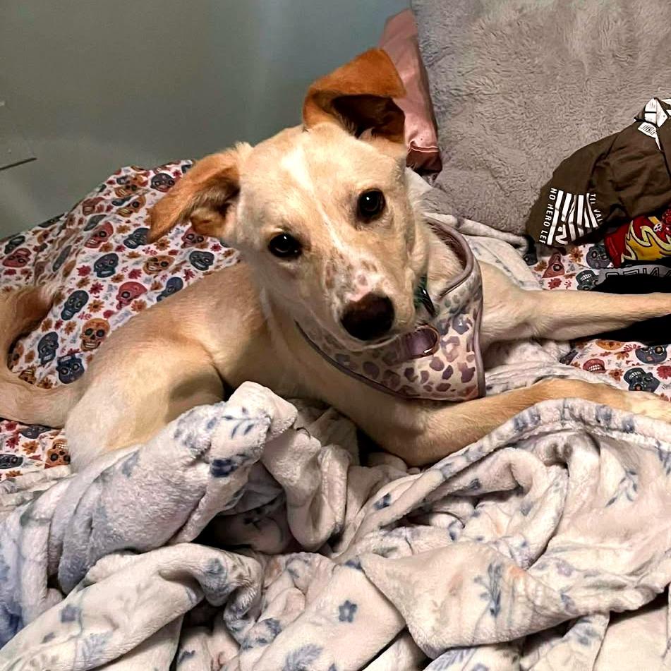Enlarge Memphis, a Adoptable Labrador Retriever in Clarksville, TN image 3/3