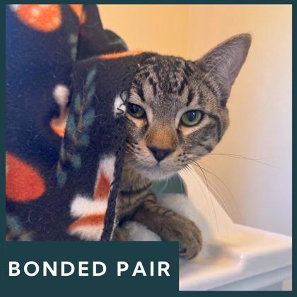 Enlarge Bug, a ADOPTABLE Domestic Short Hair in Missoula, MT image 1/2