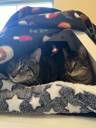 Enlarge Bug, a ADOPTABLE Domestic Short Hair in Missoula, MT image 2/2