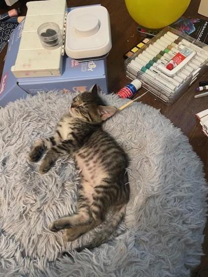 Wonton, Adoptable, Kitten Female Domestic Short Hair & Domestic Short Hair.
