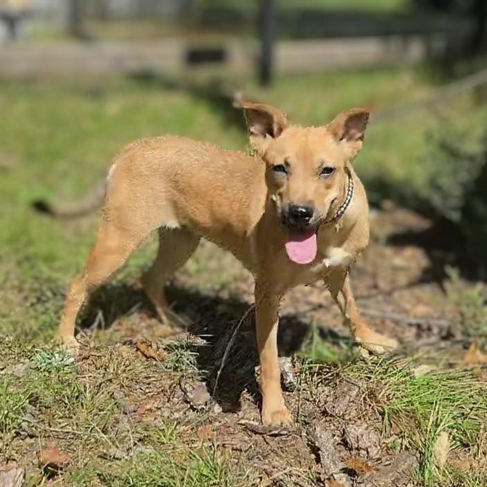 Enlarge Paisley, a Adoptable mixed breed in Westminster, MD image 4/6