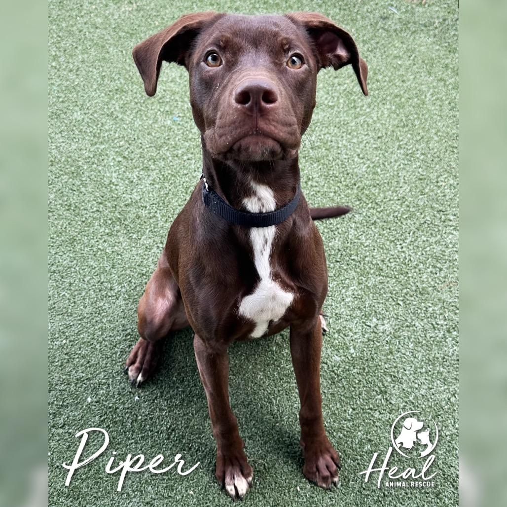 Enlarge Piper, a Adoptable mixed breed in Youngwood, PA image 1/1