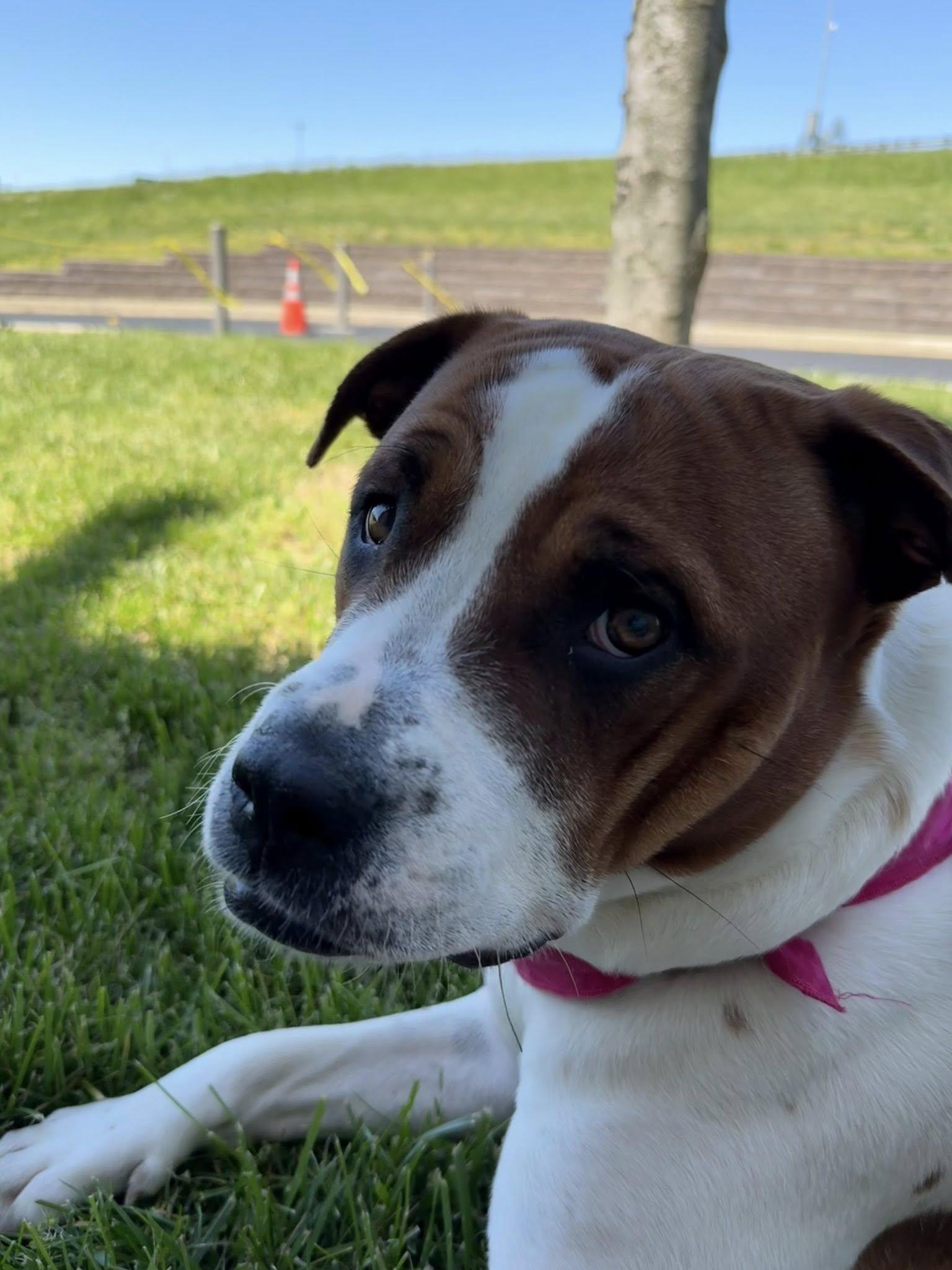 Cammie, a Adoptable Terrier in New Castle, DE image 1/3