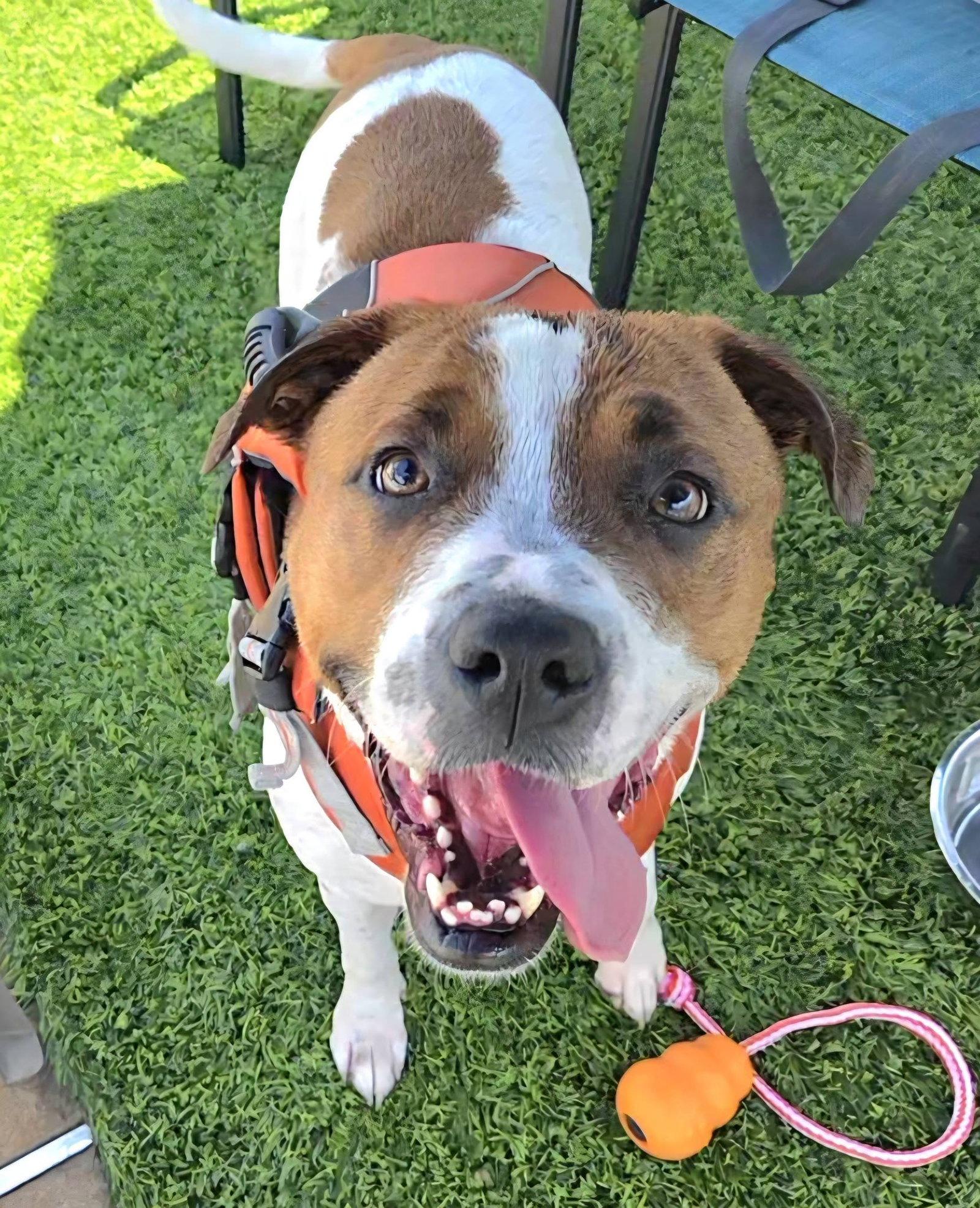 Cammie, Adoptable, Puppy Female Terrier.
