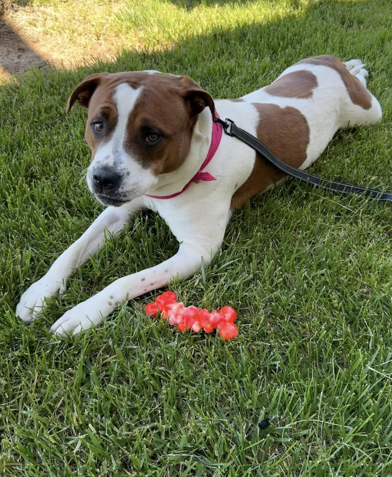Cammie, Adoptable, Puppy Female Terrier.