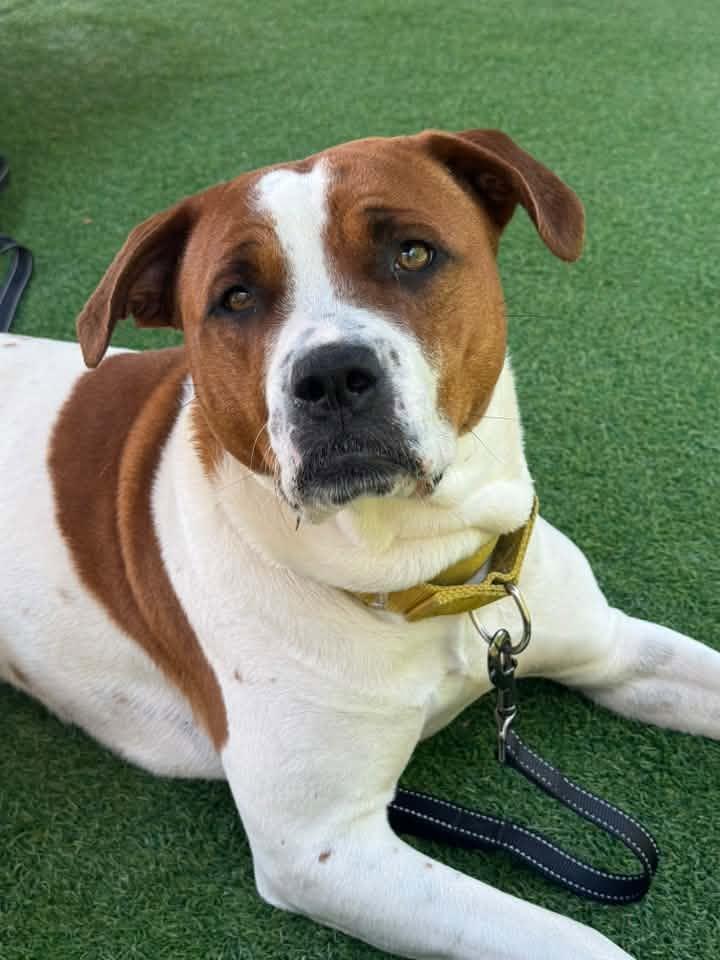 Cammie, a Adoptable Terrier in New Castle, DE image 2/3