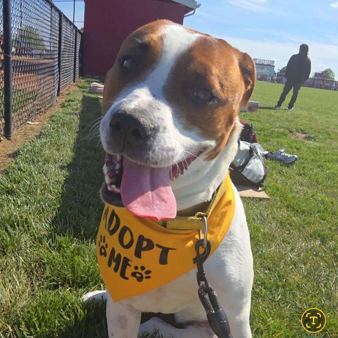 Cammie, a Adoptable Terrier in New Castle, DE image 3/3