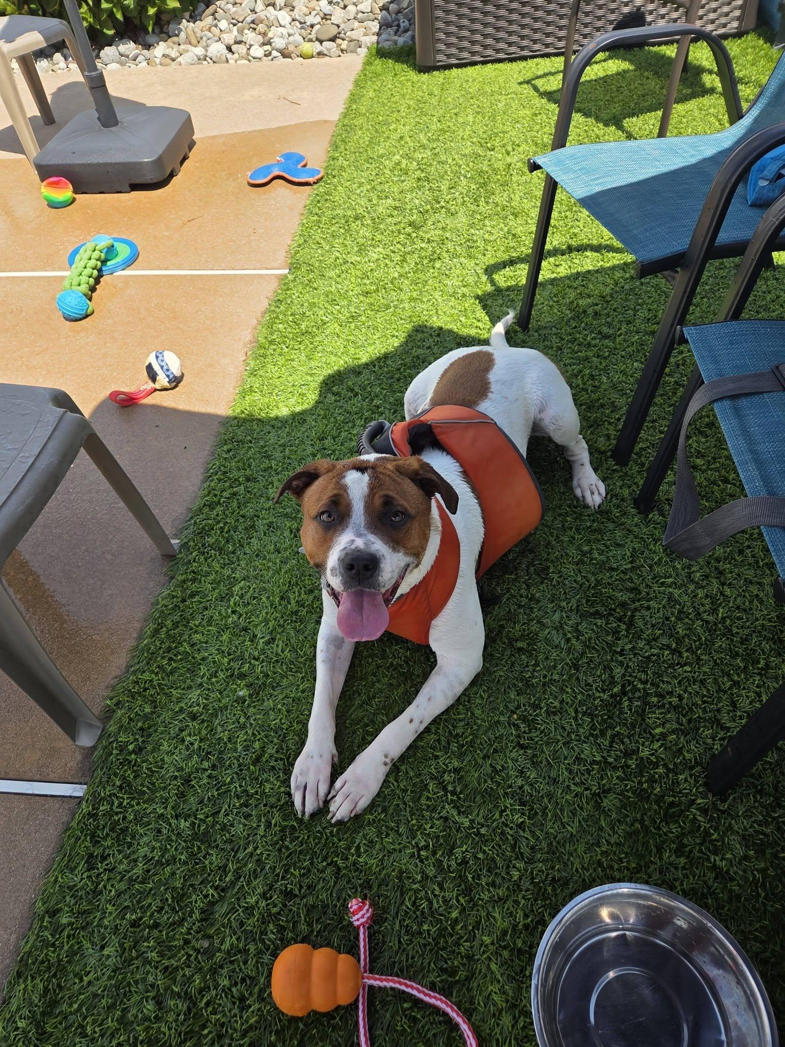 Cammie, a Adoptable Terrier in New Castle, DE image 3/3