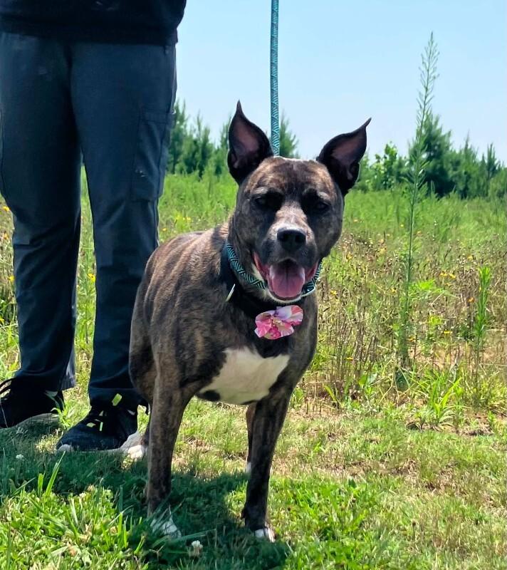 Hazel, Adoptable, Adult Female Pit Bull Terrier & Mixed Breed.