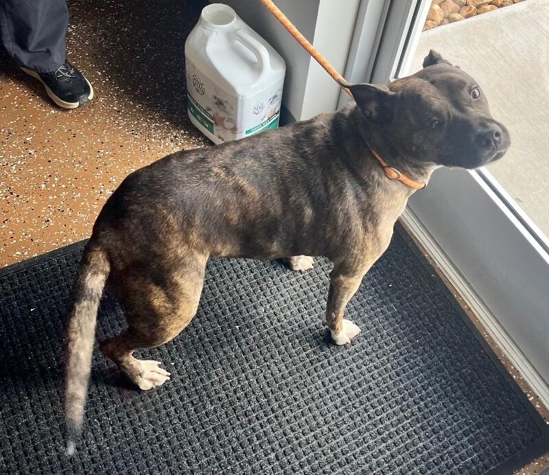 Enlarge Hazel, a Adoptable mixed breed in Jackson, TN image 2/4