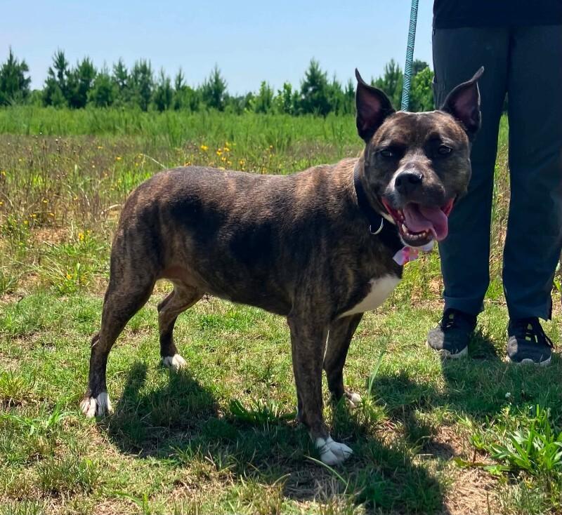 Enlarge Hazel, a Adoptable mixed breed in Jackson, TN image 3/4