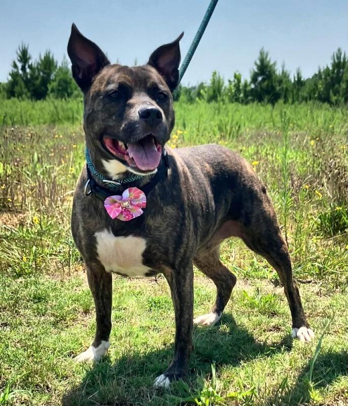 Enlarge Hazel, a Adoptable mixed breed in Jackson, TN image 4/4