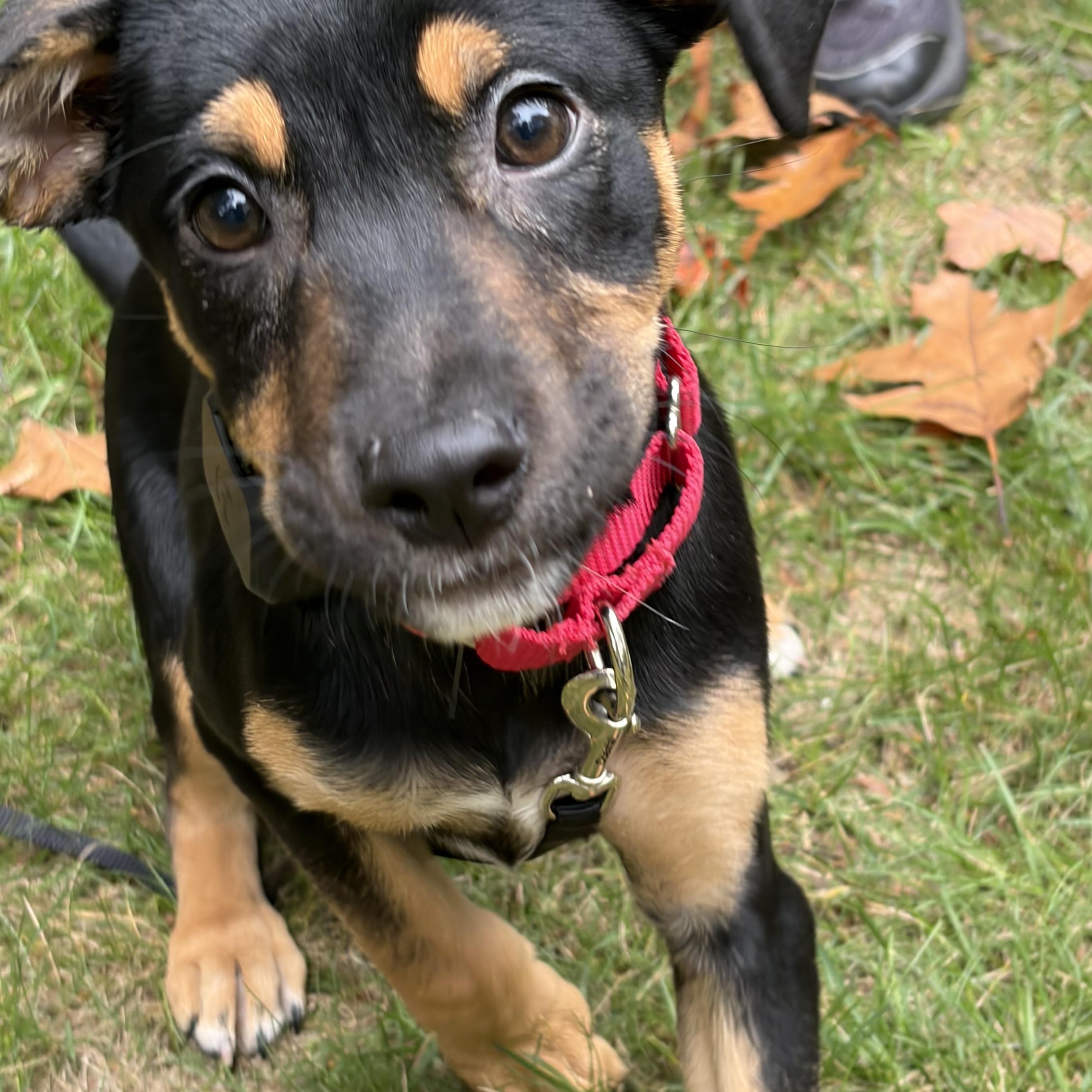 Enlarge Athena Greek - Local pup, a Adoptable mixed breed in Andover, MA image 2/5