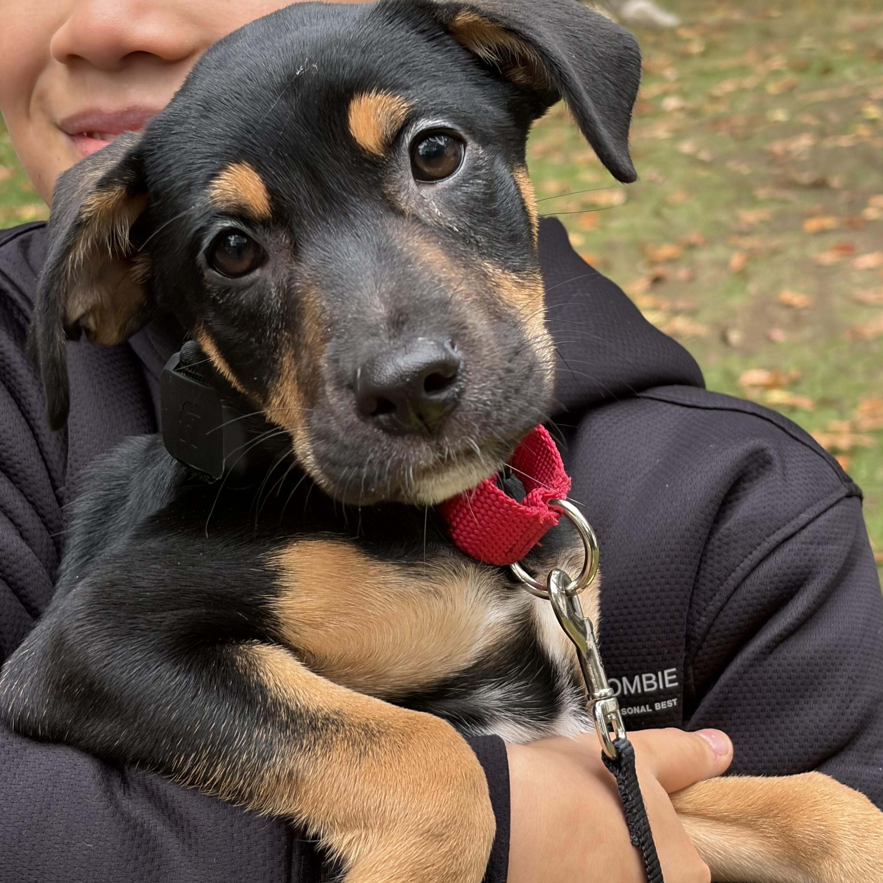 Enlarge Athena Greek - Local pup, a Adoptable mixed breed in Andover, MA image 1/5