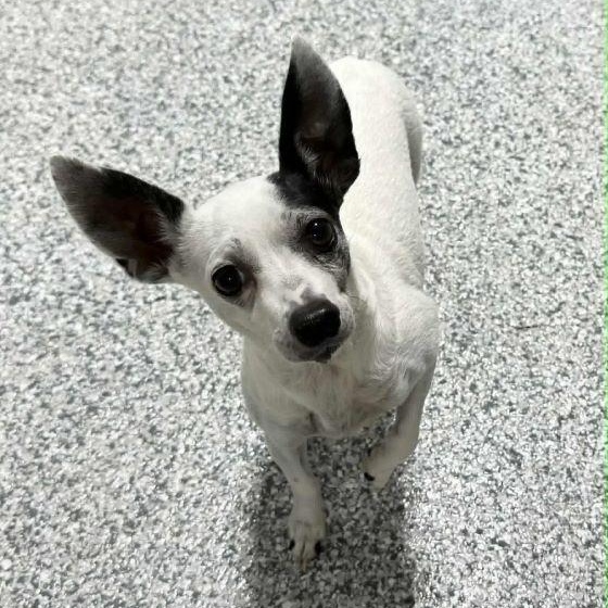 Enlarge Novva, a ADOPTABLE mixed breed in Tulsa, OK image 1/1